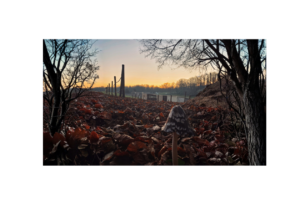 Photo large d'un champignon devant le levé du soleil