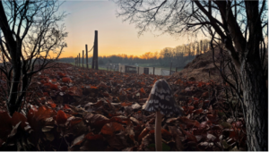 Photo large d'un champignon devant le levé du soleil