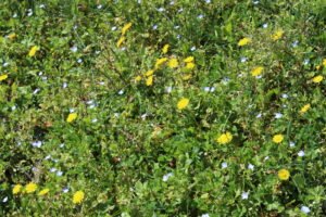 Photo des fleurs sauvages de fontdouce