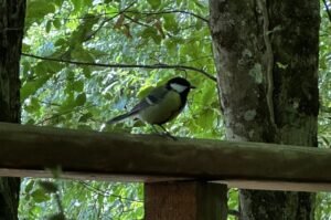 Un petit oiseau sur nos terrasses du Lounge Nature