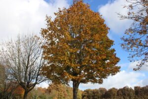 Image d'un arbre de Fontdouce en automne