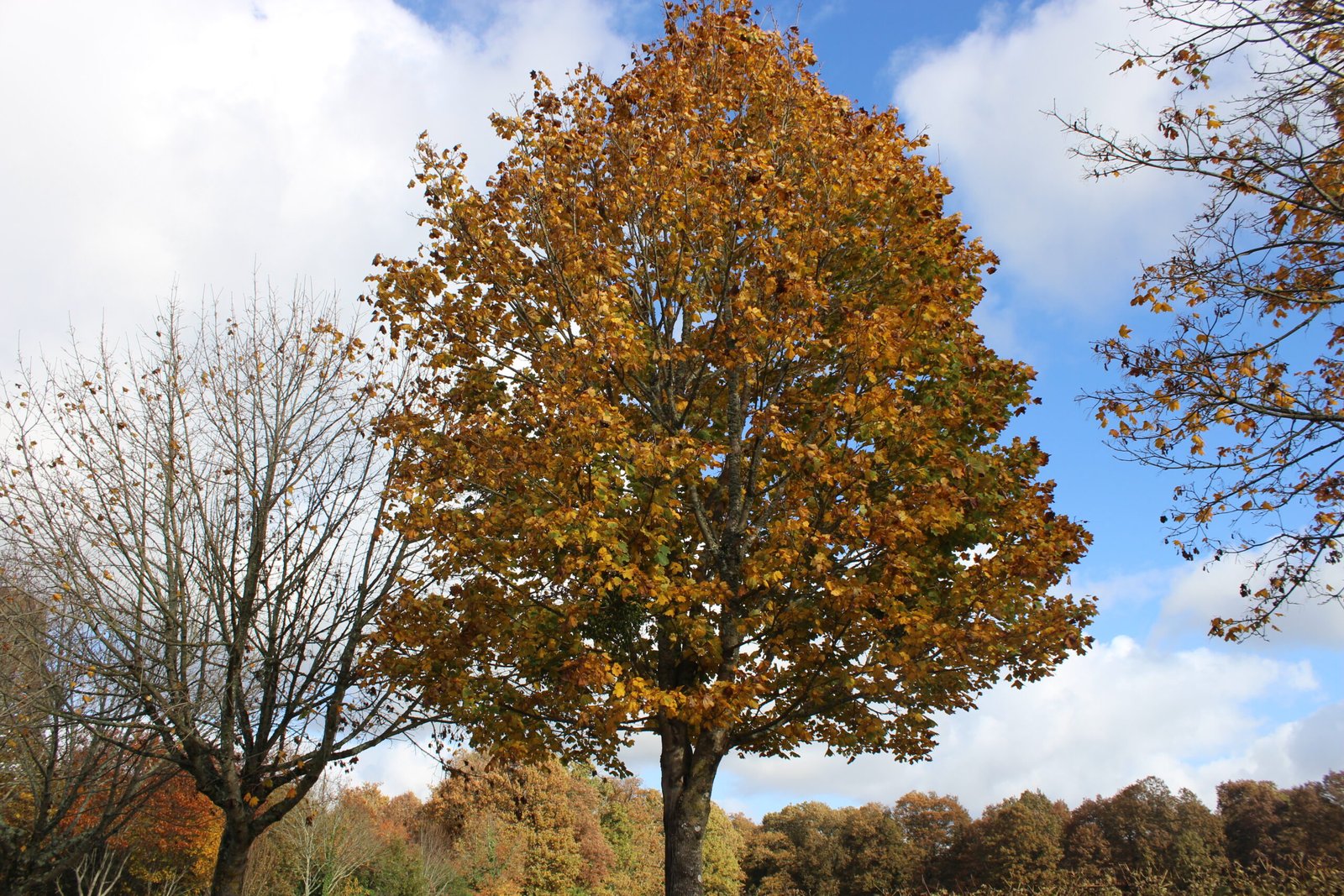 The essential role of trees in the environment - Parc Aventure de Fontdouce